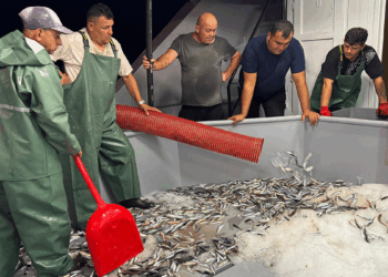 Ordu'da balıkçılar, sezonun ilk avını gerçekleştirdi