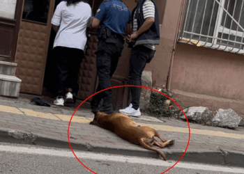 Polis ekiplerinin üzerine pitbull cinsi köpeğini saldı