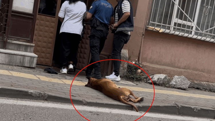 Polis ekiplerinin üzerine pitbull cinsi köpeğini saldı