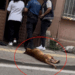 Polis ekiplerinin üzerine pitbull cinsi köpeğini saldı