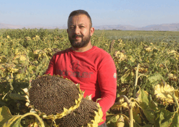 Rekoltenin yüzde 30 düştüğü Kayseri'de ayçiçeği hasadı başladı