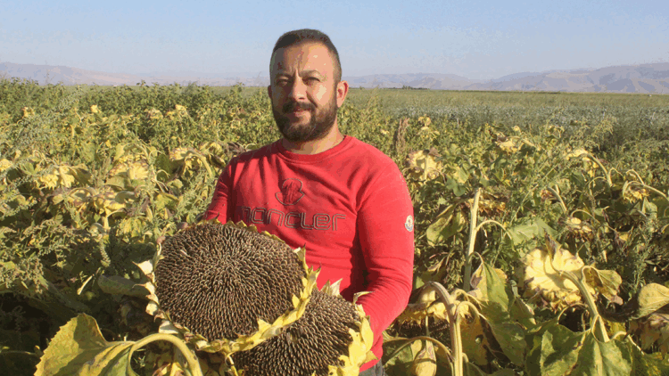 Rekoltenin yüzde 30 düştüğü Kayseri'de ayçiçeği hasadı başladı