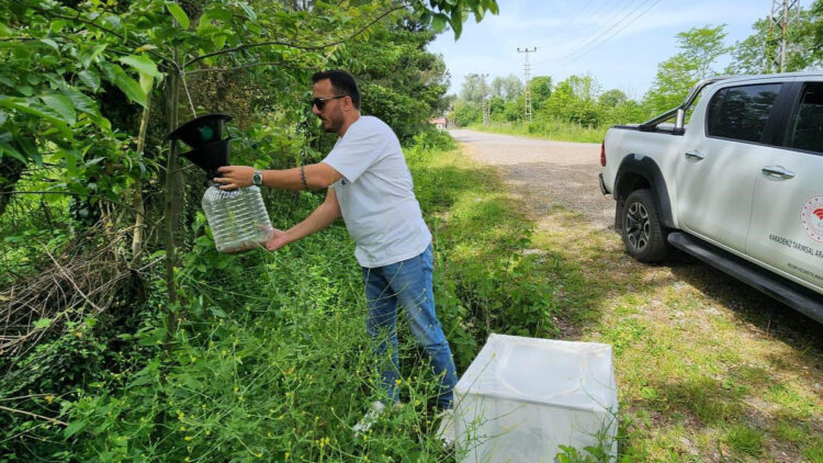 1 milyonun üzerinde samuray arısı doğaya salındı