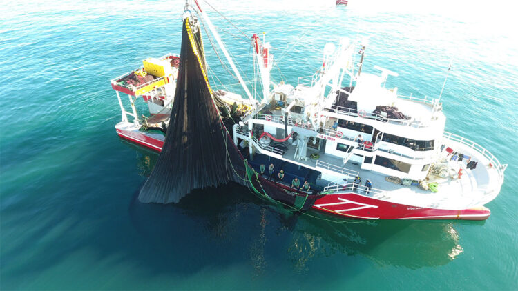 Balıkçılar palamut ve istavrit bolluğuyla sezona başladı