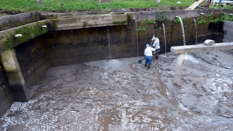 Selin vurduğu tesiste alabalıkların 'oksijen' mücadelesi