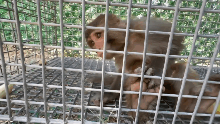 Şiddet gören maymun, Tarsus Doğa Parkı'na gönderilecek