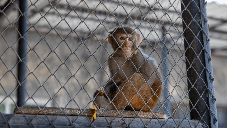 Şiddet mağduru maymun koruma altında