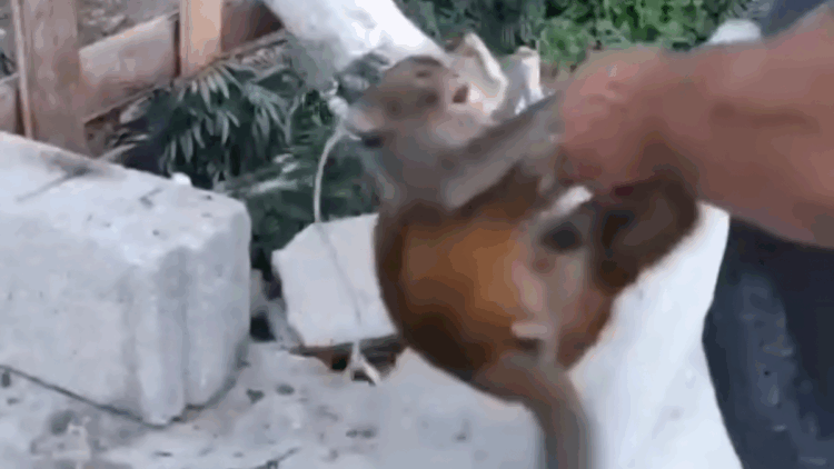 Şiddet uygulanan maymun, kurtarılıp korumaya alındı