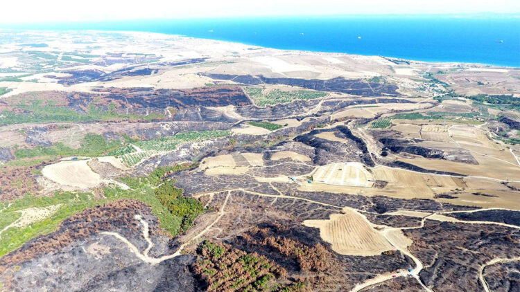 Yangında zarar gören ağaçlar kesilerek istifleniyor