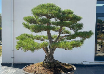 Avrupa'nın en büyük Bonsai Müzesi'ne yoğun ilgi