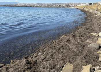 Tekirdağ kıyılarını yosun kapladı