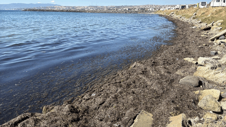 Tekirdağ kıyılarını yosun kapladı 