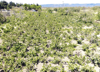 Tekirdağ'da kuraklık üzümde rekolte ve kalite kaybına neden oldu