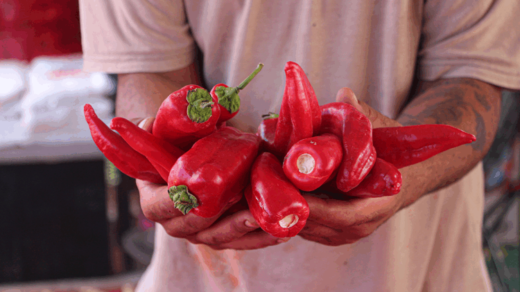 Tescilli biberin salça yolculuğu başladı