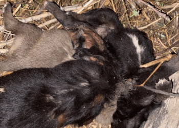 Tokat'ta vahşet; Köpekler birbirlerine iple bağlanarak boğulmuş