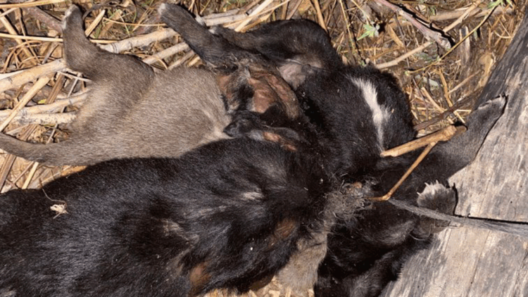 Tokat'ta vahşet; Köpekler birbirlerine iple bağlanarak boğulmuş