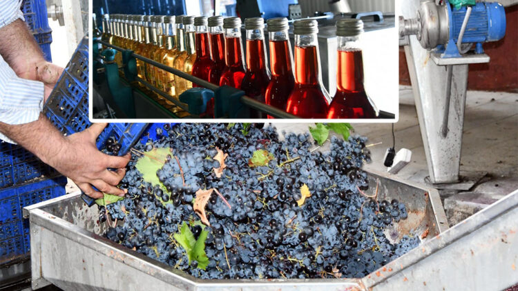 Ürettikleri üzüm sularını Avrupa ülkelerine satıyorlar