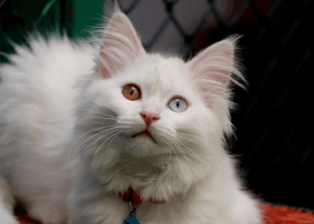 Van'da Kedi Villası'nda doğum sezonu tamamlandı