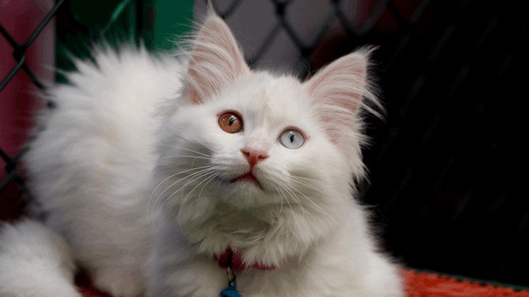 Van'da Kedi Villası'nda doğum sezonu tamamlandı