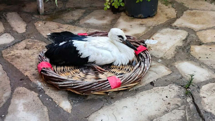 Yuvadan düşüp korumaya alınan yavru leylek ‘Kibar’ doğaya salındı