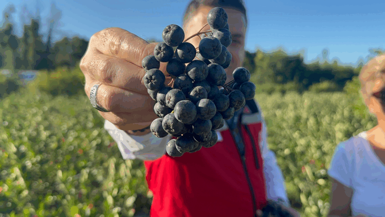 Yalova'da aronya hasadında 250 ton rekolte bekleniyor