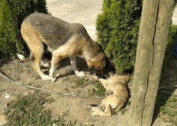Yavrusuna araba çarpan anne köpek yürekleri dağladı