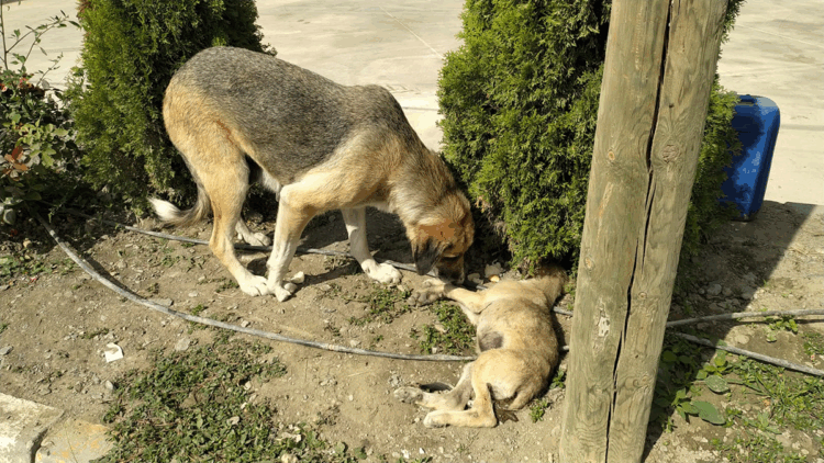 Yavrusuna araba çarpan anne köpek yürekleri dağladı