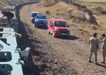 Yük treni büyükbaş sürüsüne çarptı; 5 inek öldü