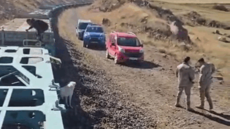 Yük treni büyükbaş sürüsüne çarptı; 5 inek öldü