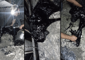 Zift kazanına düşen köpek öldü