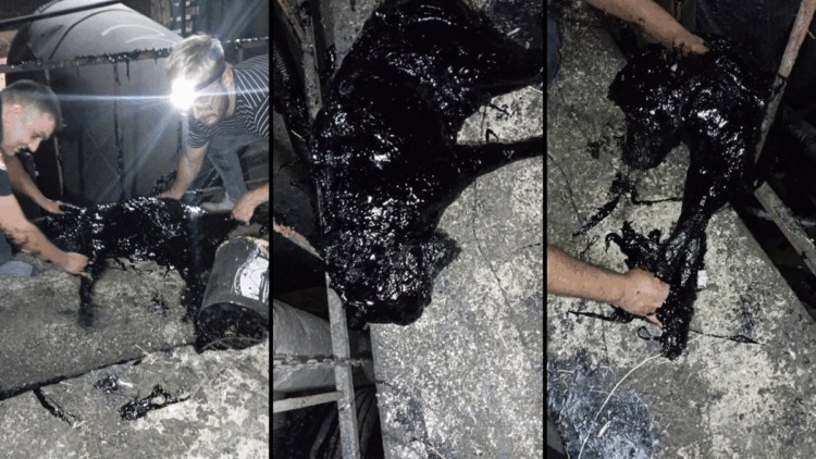 Zift kazanına düşen köpek öldü