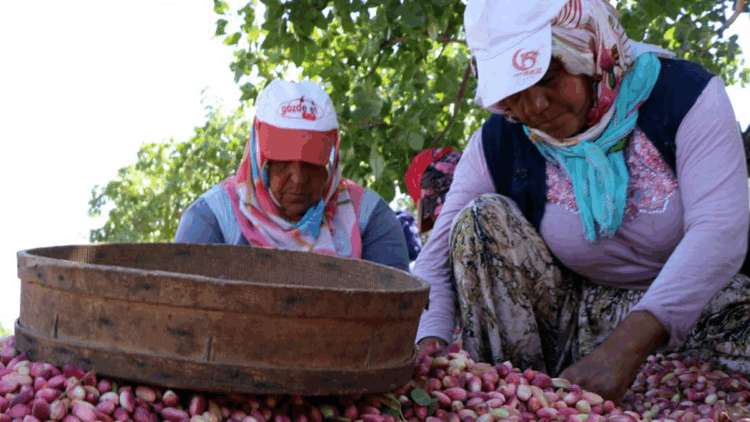 Zirai don ve kuraklık fıstık rekoltesini düşürdü
