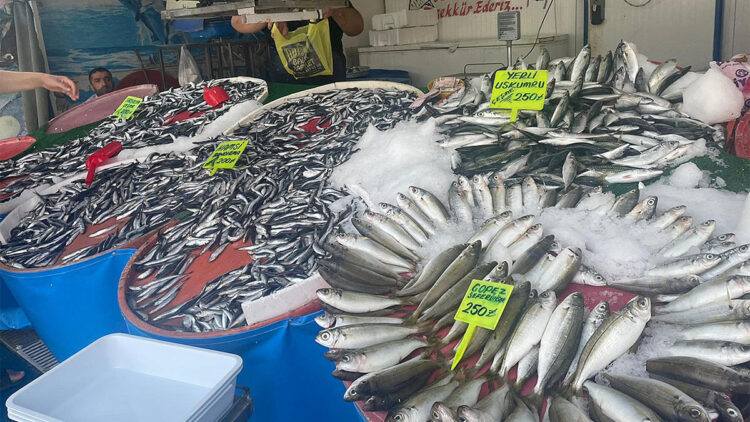 Ege'de balık bereketi; lüfer bile ağlara takıldı