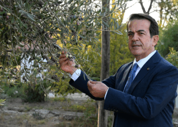 1210 ve 770 yaşındaki 2 zeytin ağacından 70 kilo mahsul bekleniyor