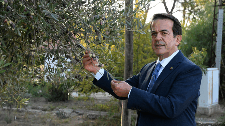 1210 ve 770 yaşındaki 2 zeytin ağacından 70 kilo mahsul bekleniyor