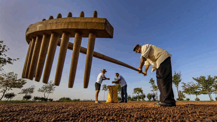 3'lü kıskaçtaki fındık tarımındaki kuraklığa karşı 'sulama sistemi' önerisi