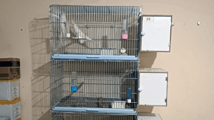 41 egzotik tür papağana el konuldu