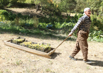 Her yıl tonlarca üzümü kızakla köyüne taşıyor