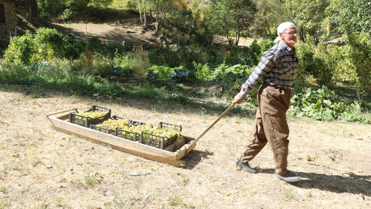 Her yıl tonlarca üzümü kızakla köyüne taşıyor