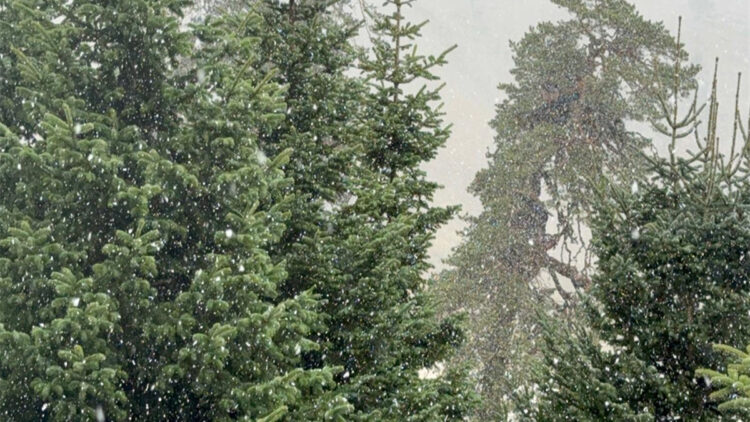 Bolu'nun yüksek kesimlerinde kar yağışı etkili oldu