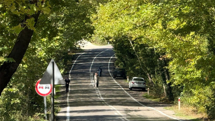Ağaçların oluşturduğu tünel görsel şölen oluşturuyor