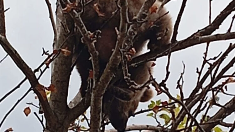 Ağaçta mahsur kalan yavru ayı kurtarıldı
