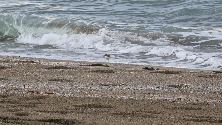 Akça cılıbıt sahilde beslenirken görüntülendi