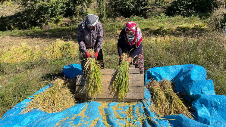 Çeltik tarlalarında geleneksel yöntemlerle hasat yapılıyor