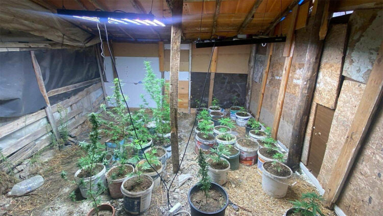 Hint keneviri yetiştirmek için sera kuran 2 şüpheli yakalandı