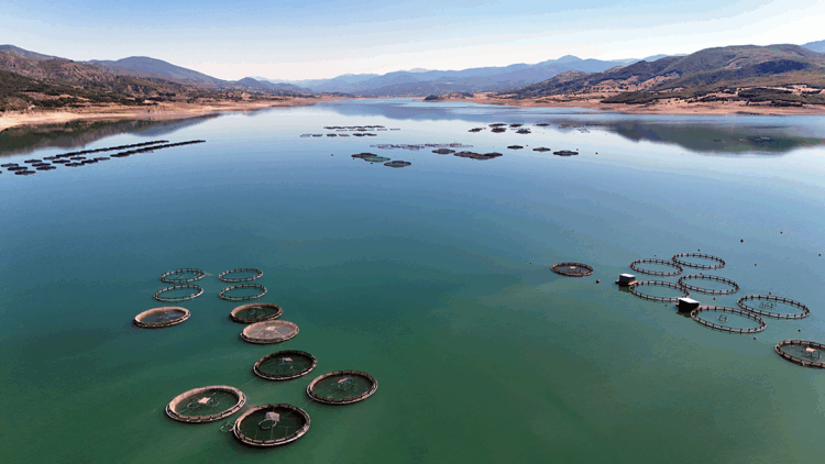 Almus Barajı’nda yetiştirilen balıklar 5 ülkeye ihraç ediliyor
