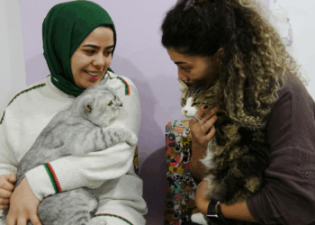 Anemi hastası kedi 'Nazlı', donör 'Casper'ın kanıyla sağlığına kavuştu
