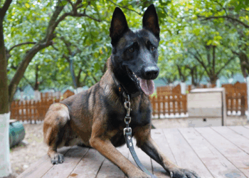 Antalya'nın ilk enkazda canlı arama sertifikalı köpeği 'Tina' oldu
