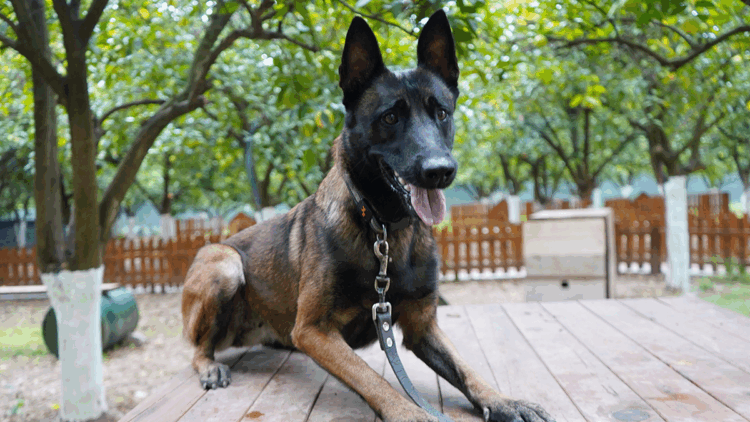 Antalya'nın ilk enkazda canlı arama sertifikalı köpeği 'Tina' oldu