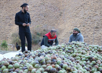 Hakkari'de 2 bin ceviz ağacında hasat başladı